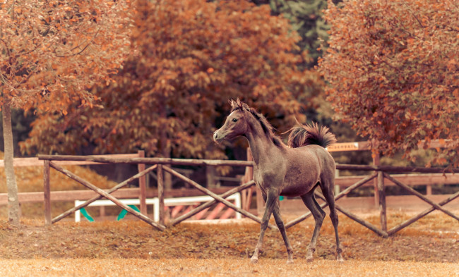 Обои картинки фото животные, лошади, осень, конь, фон