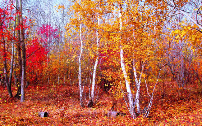 Обои картинки фото березовая, роща, природа, лес, краски, листья, осень, березы