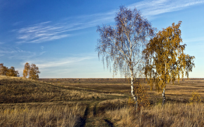 Обои картинки фото природа, деревья, осень, дорога, поле