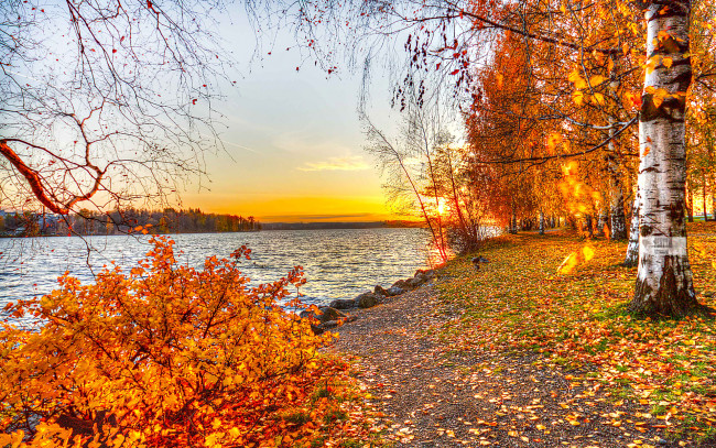 Обои картинки фото природа, восходы, закаты, березы, река, золотая, осень
