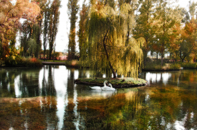 Обои картинки фото природа, парк, пруд, деревья, осень, лебеди