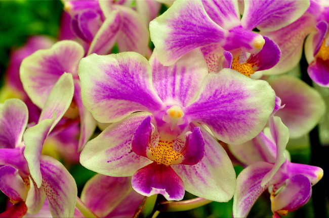 Обои картинки фото цветы, орхидеи, экзотика, пестрый, макро