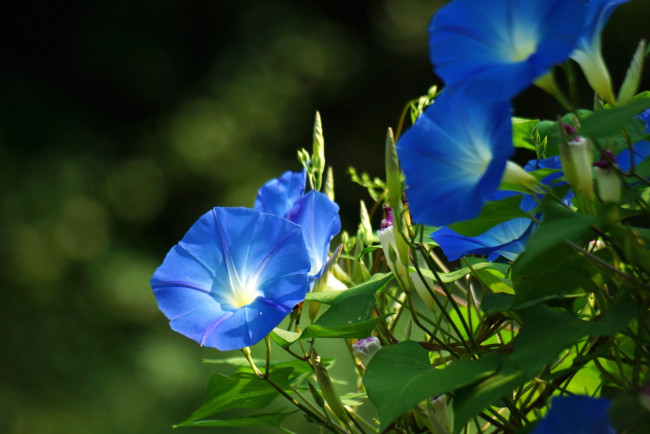 Обои картинки фото цветы, вьюнки, ипомеи, синий, ипомея