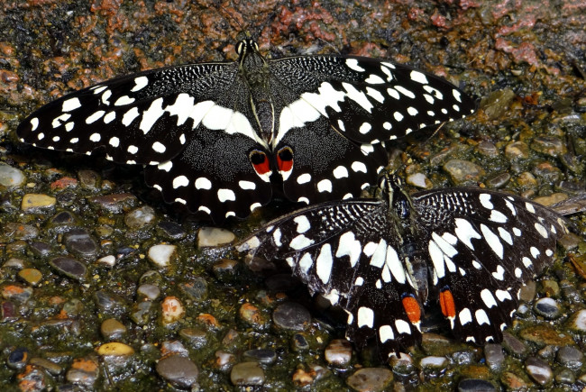 Обои картинки фото животные, бабочки, крылья, пестрый