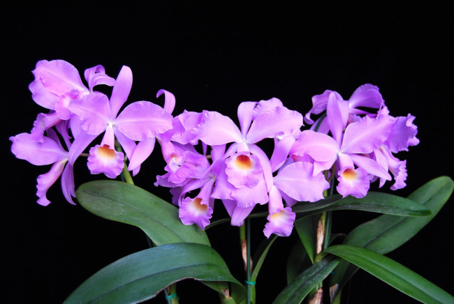 Обои картинки фото цветы, орхидеи, лиловый, экзотика