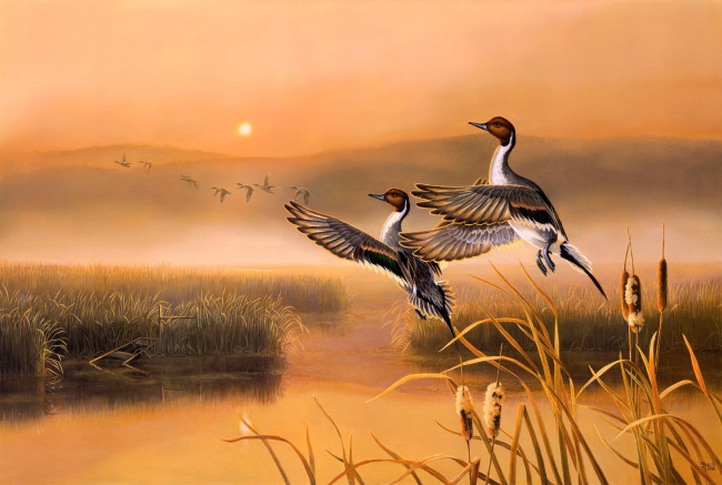 Обои картинки фото darrell, davis, рисованные, восход, озеро, утки, камыши, птицы, осень, раннее, утро