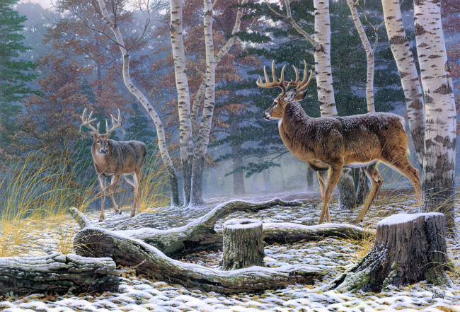 Обои картинки фото confrontation, рисованные, al, agnew, первый, снег, олени, осень