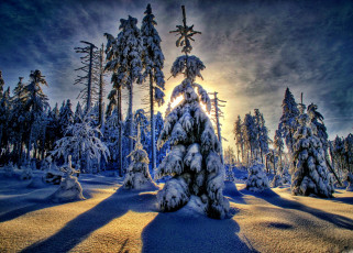 Картинка природа зима свет снег лес ели сугробы