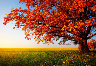 Картинка природа деревья осень дерево поле