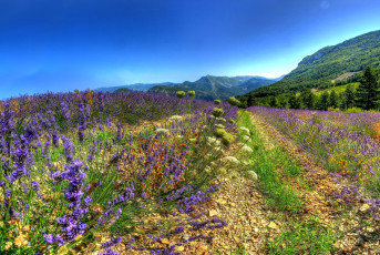 Картинка природа поля горы леса поле цветы