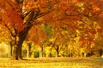 Картинка природа деревья листва осень