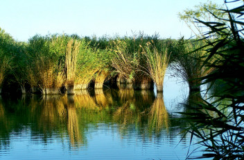 Картинка природа реки озера заросли заводь тростник река