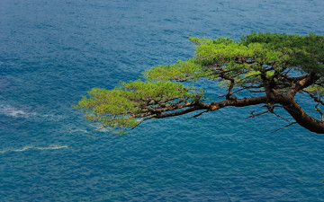 Картинка природа деревья дерево река