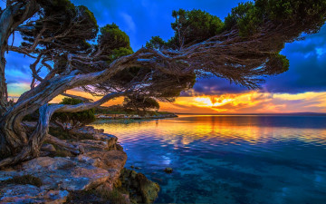 Картинка природа восходы закаты дерево озеро закат