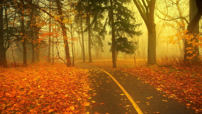Обои картинки фото природа, дороги, осень, туман, лес
