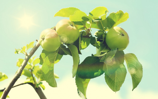 Обои картинки фото природа, плоды, ветка, яблока