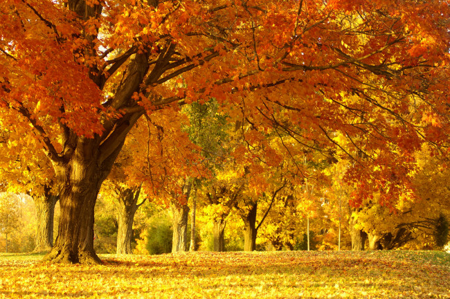 Обои картинки фото природа, деревья, листва, осень