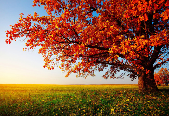 Обои картинки фото природа, деревья, осень, дерево, поле