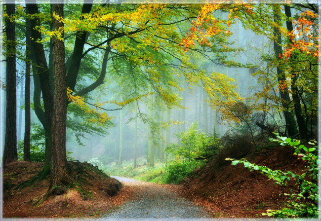 Обои картинки фото природа, дороги, дымка, листва, ветки, дорога, лес, осень