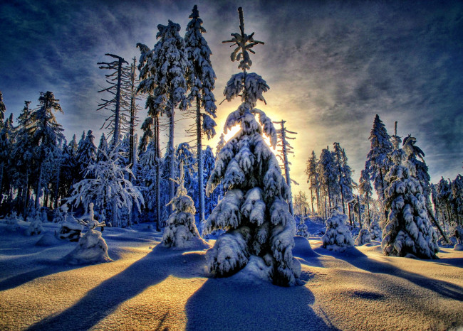 Обои картинки фото природа, зима, свет, снег, лес, ели, сугробы