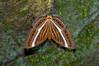 Картинка животные бабочки +мотыльки +моли макро фон усики крылья бабочка