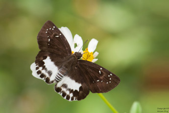 Картинка животные бабочки +мотыльки +моли усики фон макро бабочка крылья
