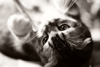 Картинка животные коты черно-белая полосатый кошка кот