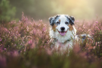 Картинка животные собаки австралийская овчарка аусси собака морда вереск