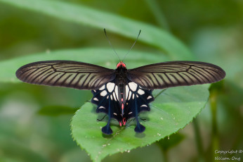 Картинка животные бабочки +мотыльки +моли фон макро усики бабочка крылья