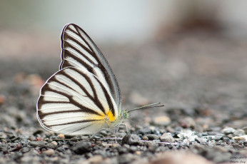 Картинка животные бабочки +мотыльки +моли макро усики крылья бабочка фон
