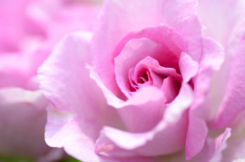 Картинка цветы розы макро лепестки розовый роза