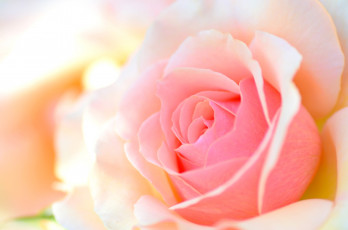 Картинка цветы розы персиковый лепестки макро роза