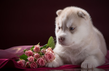 Картинка животные собаки розы порода щенок малыш хаски
