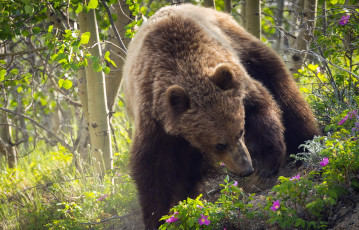 Картинка животные медведи фон медведь природа