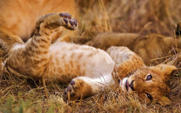 Картинка животные львы отдых лапы трава львенок