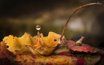 Картинка животные улитки вода капля сырость осень лист