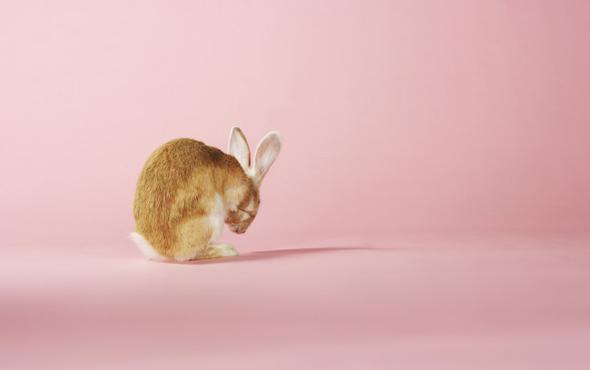Обои картинки фото животные, кролики,  зайцы, заяц, умывание, розовый, фон