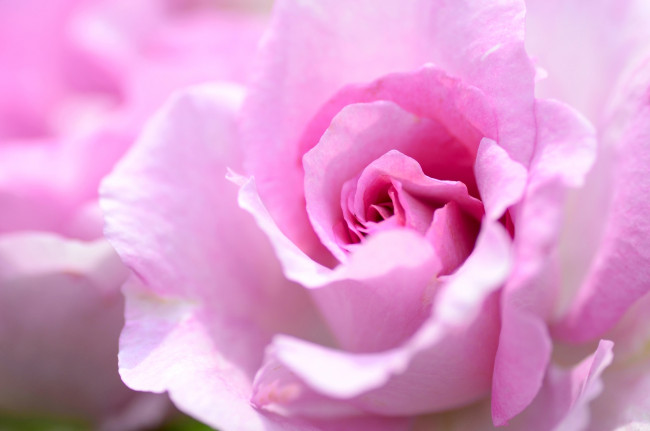 Обои картинки фото цветы, розы, макро, лепестки, розовый, роза