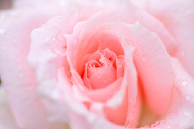 Обои картинки фото цветы, розы, макро, нежность, роза, лепестки, розовый