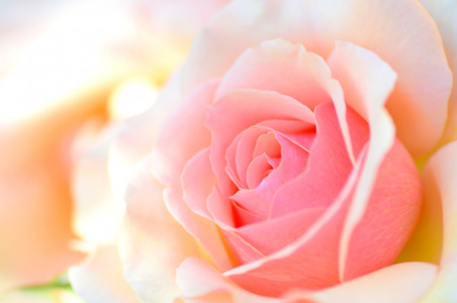 Обои картинки фото цветы, розы, персиковый, лепестки, макро, роза