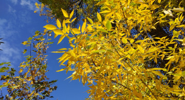 Картинка природа деревья октябрь 2017 осень жёлтые листья