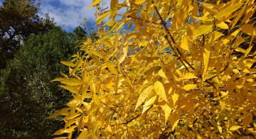 Картинка природа деревья осень октябрь 2017 жёлтые листья