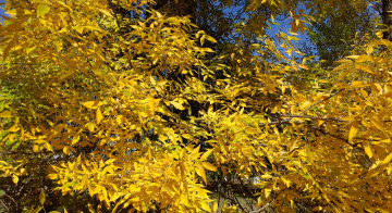 Картинка природа деревья жёлтые листья осень октябрь 2017