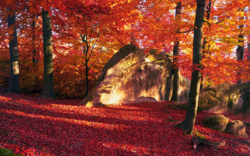 Картинка природа лес осень листья солнечно камни краски деревья