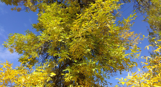 Обои картинки фото природа, деревья, жёлтые, листья, осень, октябрь, 2017