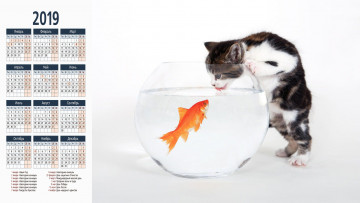 обоя календари, компьютерный дизайн, кот, аквариум, рыба, кошка