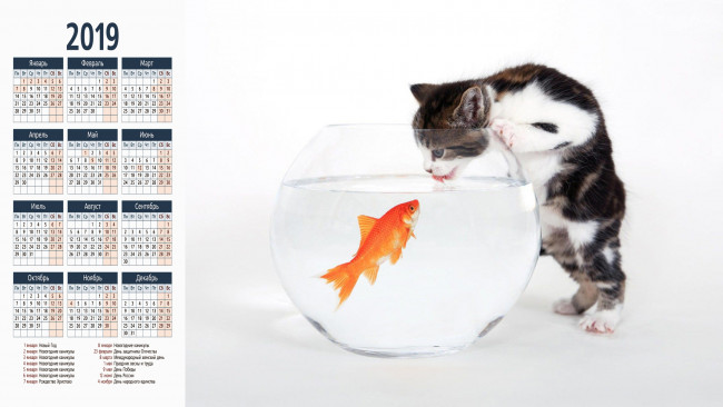 Обои картинки фото календари, компьютерный дизайн, кот, аквариум, рыба, кошка