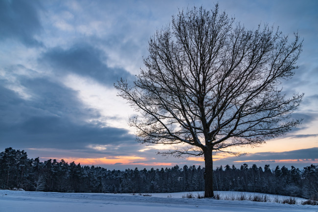 Обои картинки фото природа, деревья, вечер, сумерки, дерево, снег, закат, облака, небо, лес, поле, зима