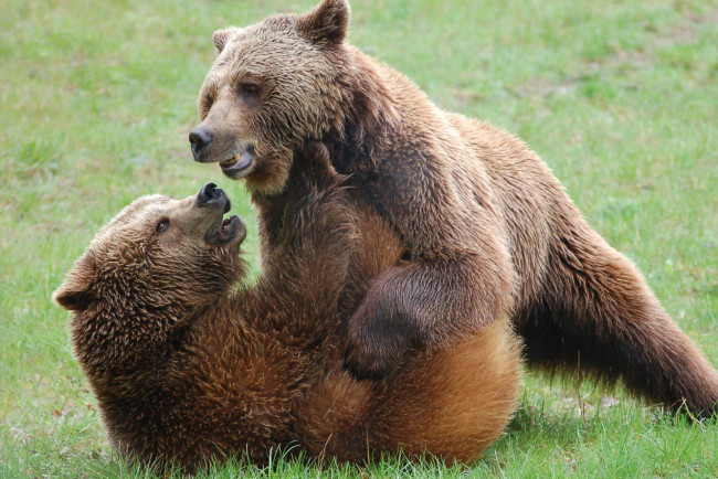 Обои картинки фото животные, медведи, два, борьба, бурый, гризли, кодьяк, животное, хищник, млекопитающее, хордовые