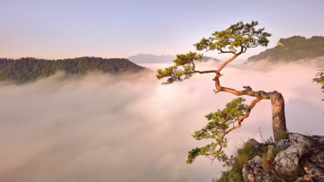 Картинка природа деревья дерево горы облака